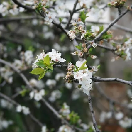 Premium, 2-bedroom Apartment! * ハニア